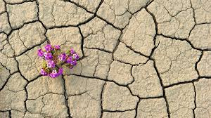 A small cluster of purple wildflowers pushes through deeply cracked, dry earth, a striking metaphor for the resilience that emerges when young adults stop feeling stuck in a loop and begin doing the deeper work of healing. With the support of a young adult therapist in Brooklyn, NY, growth becomes possible even in the most difficult and unexpected circumstances. 